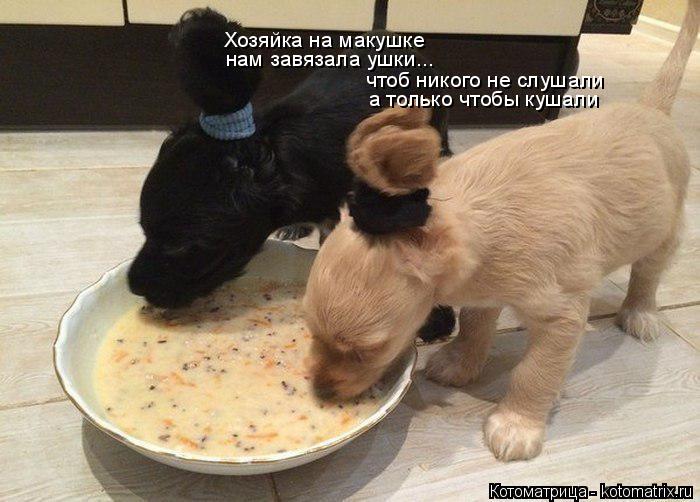 Котоматрица: Хозяйка на макушке нам завязала ушки...  чтоб никого не слушали а только чтобы кушали