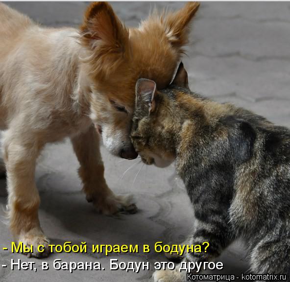 Котоматрица: - Нет, в барана. Бодун это другое - Мы с тобой играем в бодуна?
