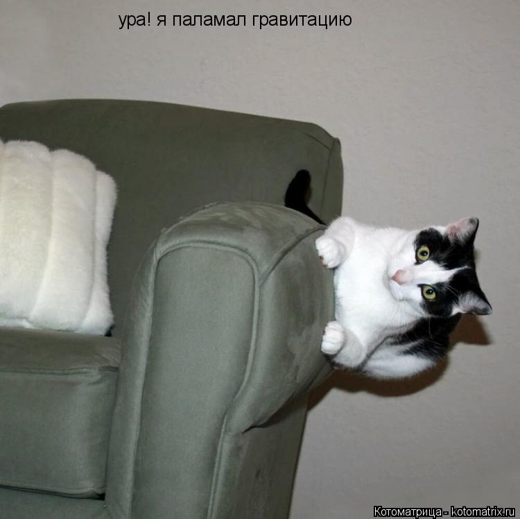 Котоматрица: ура! я паламал гравитацию