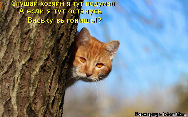 Котоматрица: Слушай хозяин я тут подумал  А если я тут останусь Ваську выгонишь!?