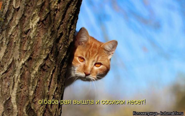 Котоматрица: о!баба рая вышла и сосиски несет!