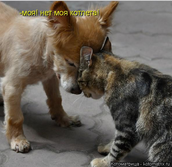 Котоматрица: -моя! -моя! нет моя котлета!