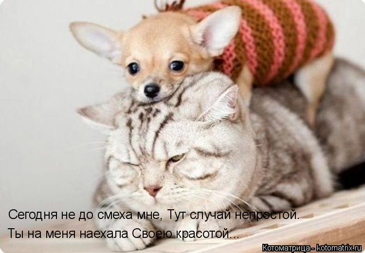 Котоматрица: Сегодня не до смеха мне, Тут случай непростой.  Ты на меня наехала Своею красотой...