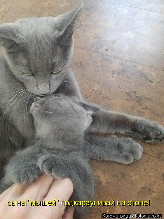 Котоматрица: сына!"мышей" подкарауливай на столе!