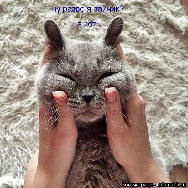 Котоматрица: ну разве я зайчик? я кот!