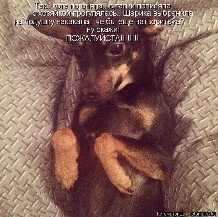 Котоматрица: Так...кота погоняла...в тапки пописяла... с хозяйкой прогулялась...Шарика выбранила... на подушку накакала...че бы еще натворить?а? ну скажи! ПОЖА