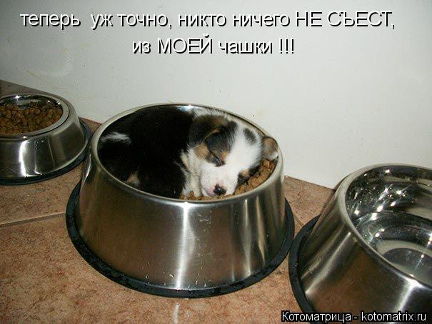 Котоматрица: теперь  уж точно, никто ничего НЕ СЪЕСТ, из МОЕЙ чашки !!!