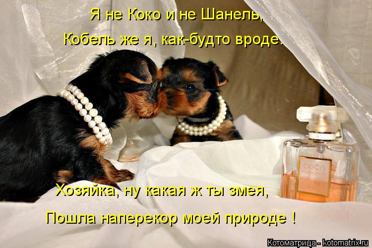 Котоматрица: Я не Коко и не Шанель, Хозяйка, ну какая ж ты змея, Пошла наперекор моей природе ! Кобель же я, как-будто вроде.