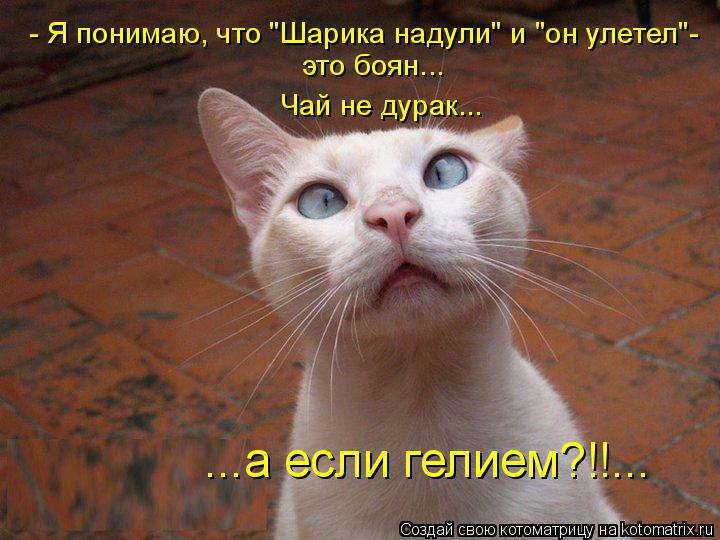 Котоматрица: - Я понимаю, что "Шарика надули" и "он улетел" - это б - Я понимаю, что "Шарика надули" и "он улетел"- ...а если гелием?!!...  это боян... Чай не дурак...