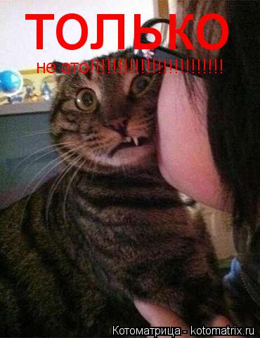 Котоматрица: только не это!!!!!!!!!!!!!!!!!!!!!!!!