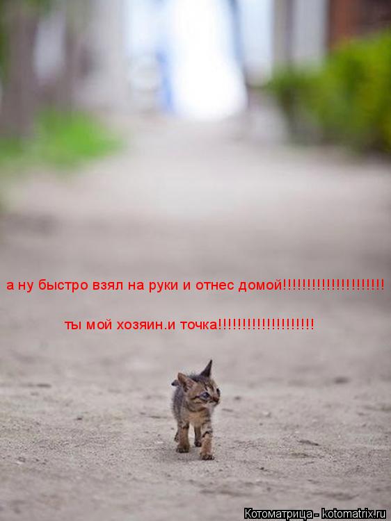 Котоматрица: а ну быстро взял на руки и отнес домой!!!!!!!!!!!!!!!!!!!!! ты мой хозяин.и точка!!!!!!!!!!!!!!!!!!!!
