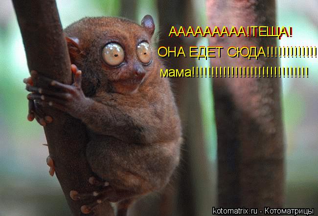 Котоматрица: ААААААААА!ТЕЩА! ОНА ЕДЕТ СЮДА!!!!!!!!!!!!! ОНА ЕДЕТ СЮДА!!!!!!!!!!!!! ААААААААА!ТЕЩА! мама!!!!!!!!!!!!!!!!!!!!!!!!!!!!!!