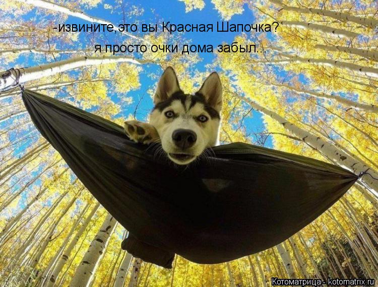 Котоматрица: я просто очки дома забыл... извините,это вы Красная Шапочка? -