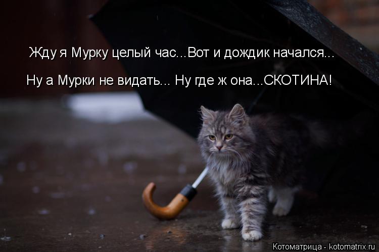 Котоматрица: Жду я Мурку целый час...Вот и дождик начался... Ну а Мурки не видать... Ну где ж она...СКОТИНА!