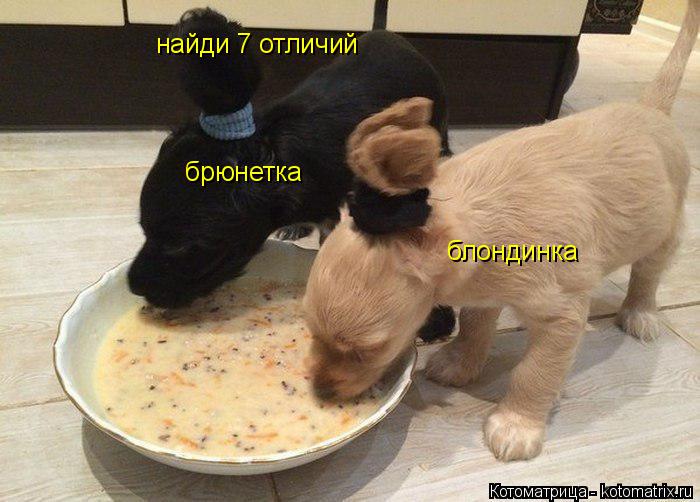 Котоматрица: найди 7 отличий блондинка брюнетка