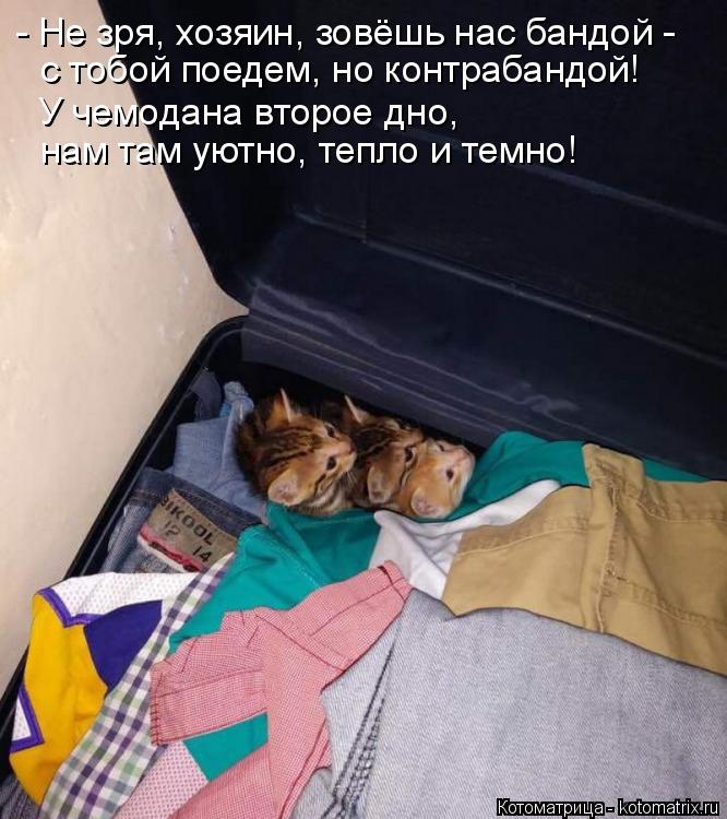 - Не зря, хозяин, зовёшь нас бандой - с тобой поедем, но контрабандой! У чемодана второе дно, нам там... Котоматрица: - Не зря, хозяин, зовёшь нас бандой - с тобой поедем, но контрабандой! У чемодана второе дно, нам там уютно, тепло и темно!
