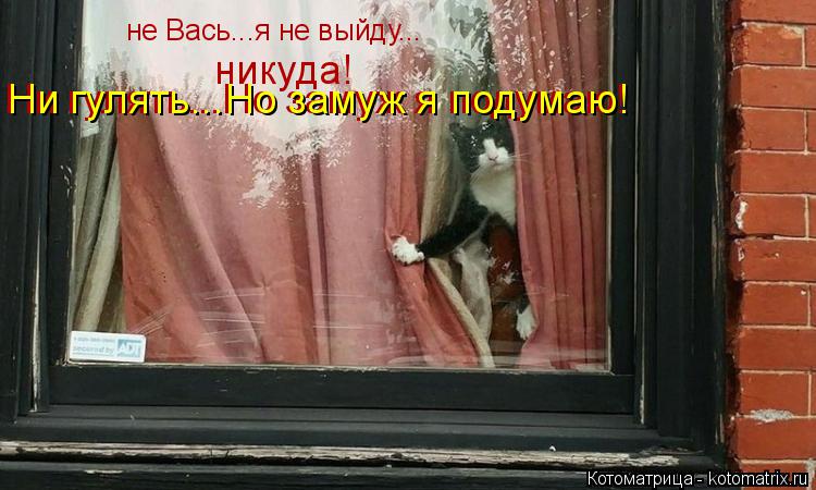 Котоматрица: не Вась...я не выйду... никуда! Ни гулять...Но замуж я подумаю! Ни гулять...Но замуж я подумаю!