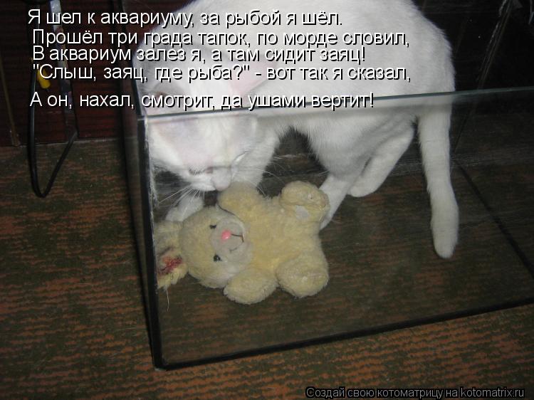 Котоматрица: Я шел к аквариуму, за рыбой я шёл. Прошёл три града тапок, по морде словил, В аквариум залез я, а там сидит заяц! "Слыш, заяц, где рыба?" - вот так 