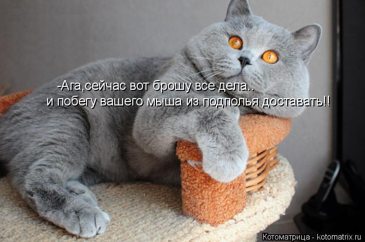 Котоматрица: -Ага,сейчас вот брошу все дела..  и побегу вашего мыша из подполья доставать!!