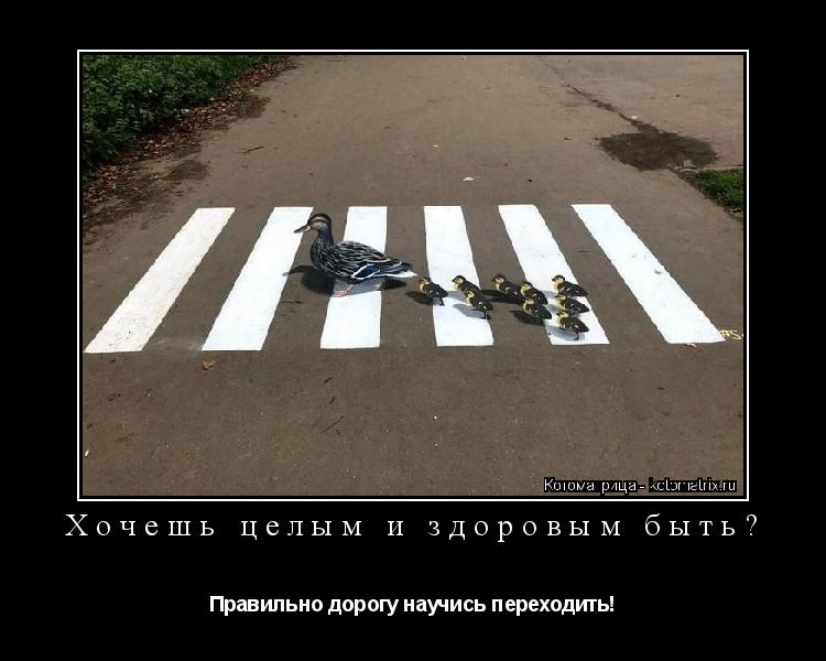 Котоматрица: Хочешь целым и здоровым быть? Правильно дорогу научись переходить!