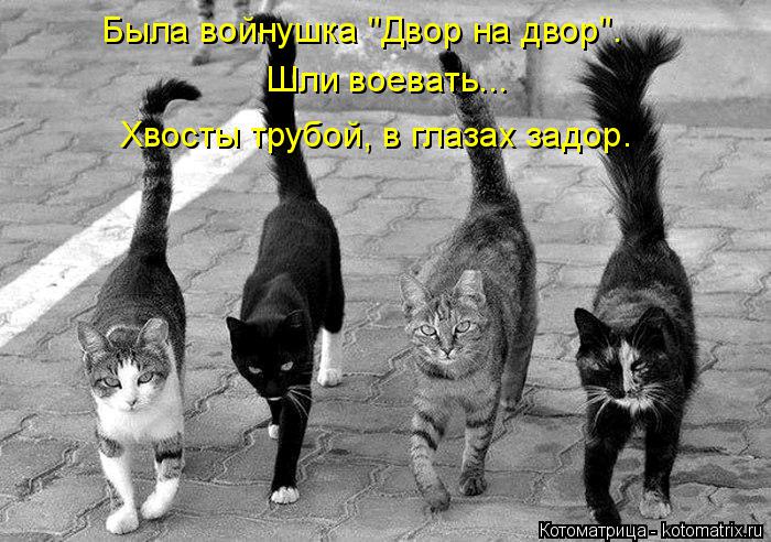 Котоматрица: Была войнушка "Двор на двор". Шли воевать... Хвосты трубой, в глазах задор.