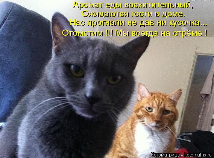 Котоматрица: Аромат еды восхитительный, Ожидаются гости в доме. Нас прогнали не дав ни кусочка... Отомстим !!! Мы всегда на стрёме !