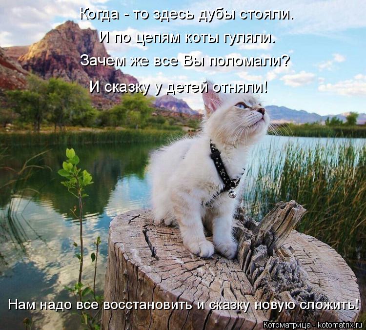 Котоматрица: Когда - то здесь дубы стояли. И по цепям коты гуляли. Зачем же все Вы поломали? И сказку у детей отняли! Нам надо все восстановить и сказку нов