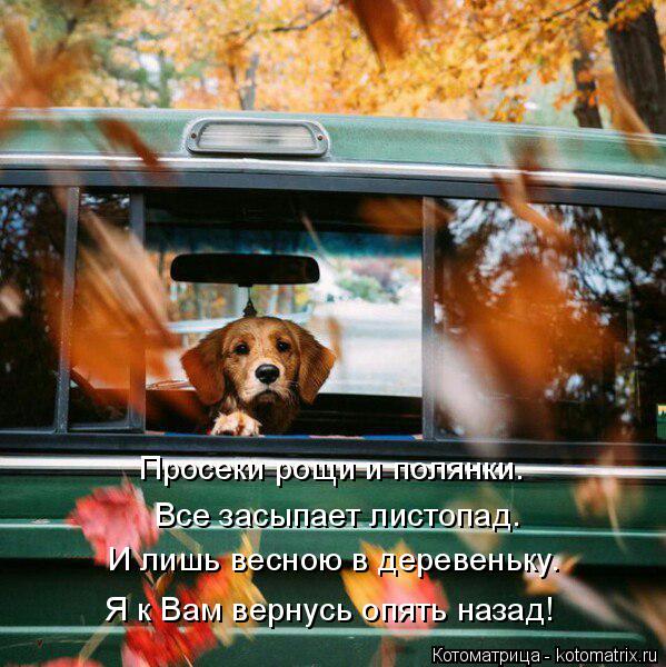 Котоматрица: Все засыпает листопад. Просеки рощи и полянки. И лишь весною в деревеньку. Я к Вам вернусь опять назад!