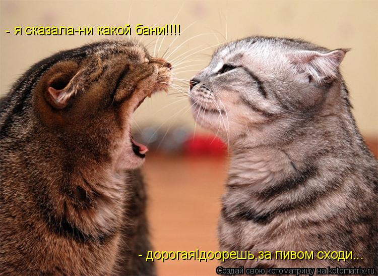 Котоматрица: дорогая!доорешь,за пивом сходи... я сказала-ни какой бани!!!! - -