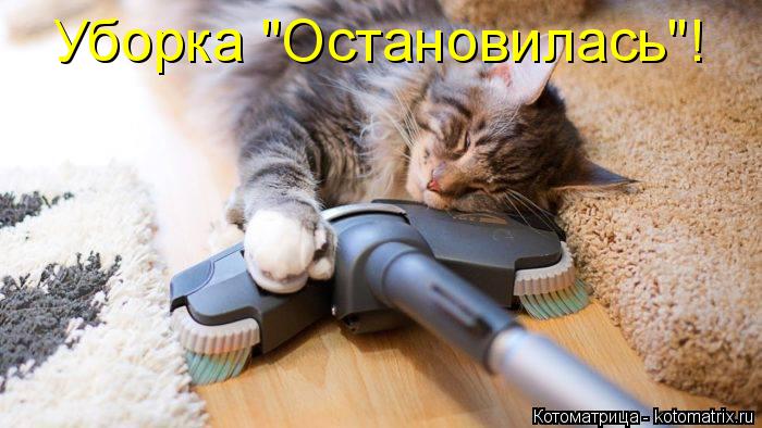 Котоматрица: Уборка "Остановилась"!