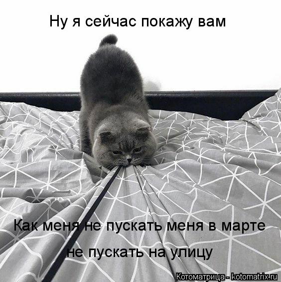 Котоматрица: Ну я сейчас покажу вам Как меня не пускать меня в марте  не пускать на улицу