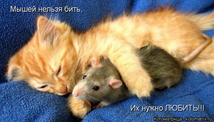 Котоматрица: Мышей нельзя бить, Их нужно ЛЮБИТЬ!!!