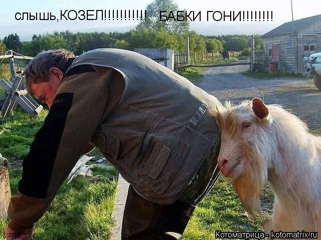 Котоматрица: БАБКИ ГОНИ!!!!!!!! слышь,КОЗЕЛ!!!!!!!!!!!