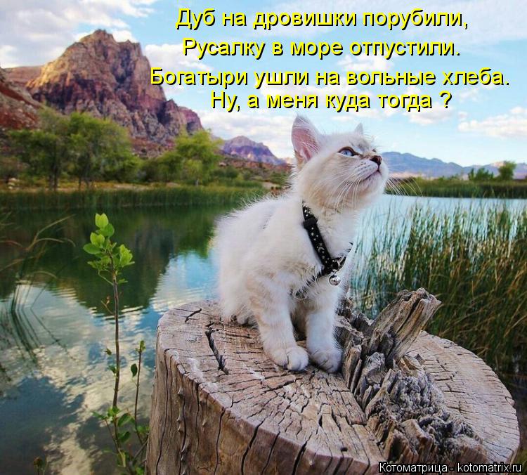 Котоматрица: Дуб на дровишки порубили, Русалку в море отпустили. Богатыри ушли на вольные хлеба. Ну, а меня куда тогда ?