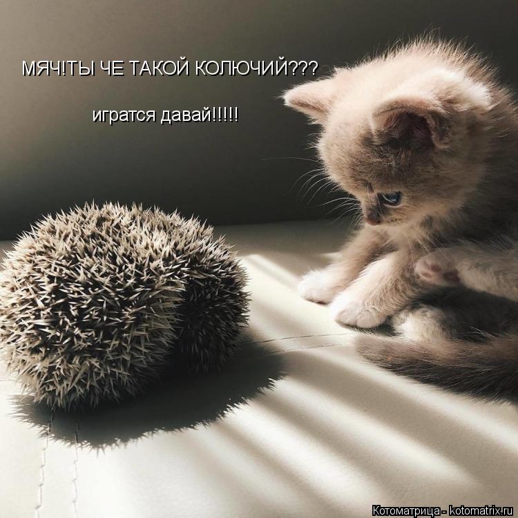 Котоматрица: МЯЧ!ТЫ ЧЕ ТАКОЙ КОЛЮЧИЙ??? игратся давай!!!!!