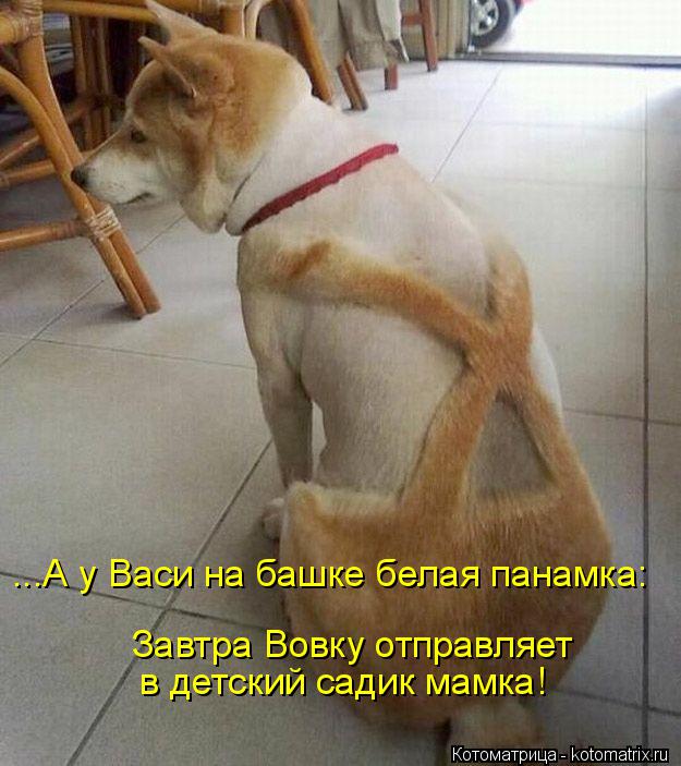 Котоматрица: Завтра Вовку отправляет  ...А у Васи на башке белая панамка:   в детский садик мамка!