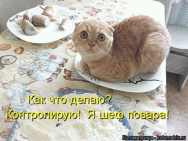 Как что делаю? Контролирую! Я шеф повара!... Котоматрица: Как что делаю? Контролирую! Я шеф повара!