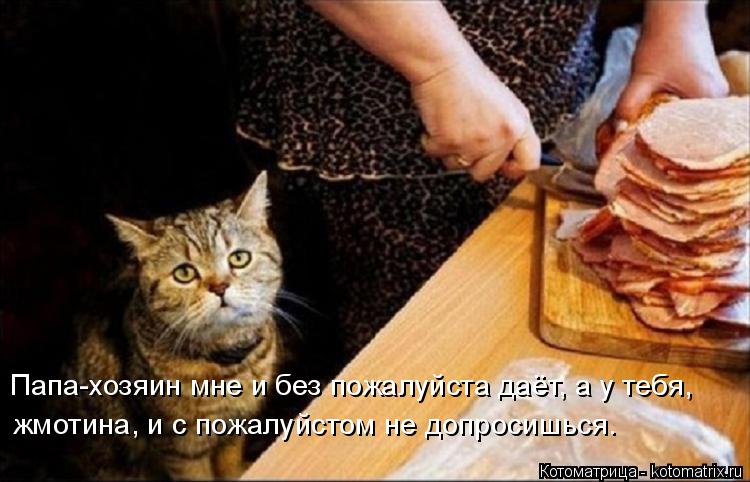 Папа-хозяин мне и без пожалуйста даёт, а у тебя, жмотина, и с пожалуйстом не допросишься.... Котоматрица: Папа-хозяин мне и без пожалуйста даёт, а у тебя, жмотина, и с пожалуйстом не допросишься.