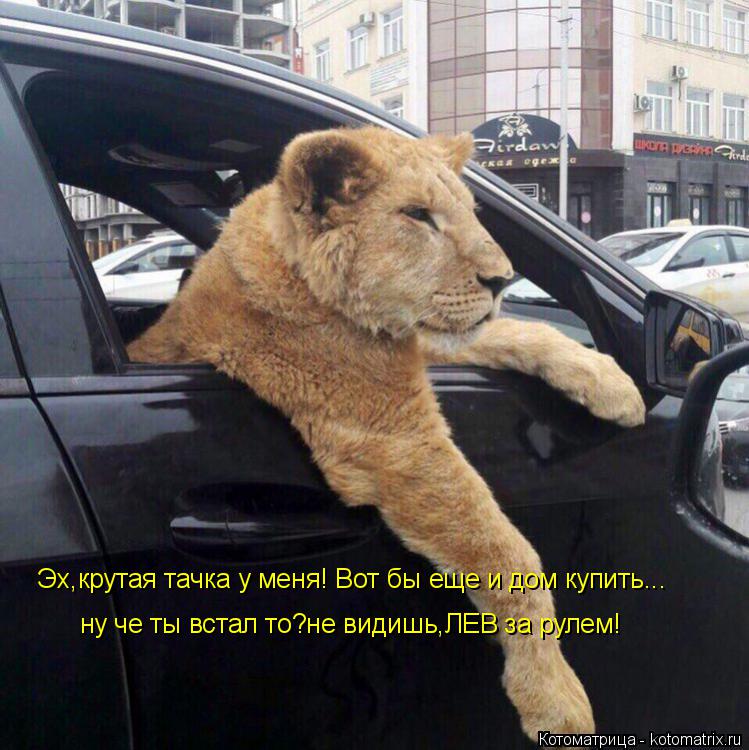 Котоматрица: Эх,крутая тачка у меня! Вот бы еще и дом купить... ну че ты встал то?не видишь,ЛЕВ за рулем!