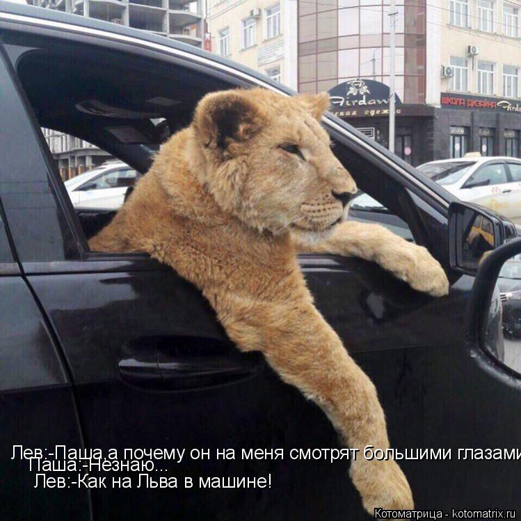 Котоматрица: Лев:-Паша,а почему он на меня смотрят большими глазами? Лев:-Паша,а почему он на меня смотрят большими глазами? Паша:-Незнаю... Паша:-Незнаю... Л