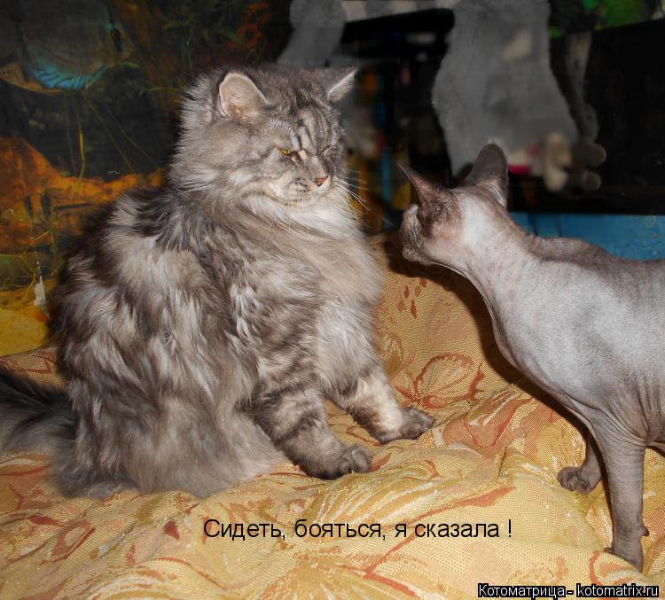 Котоматрица: Сидеть, бояться, я сказала !