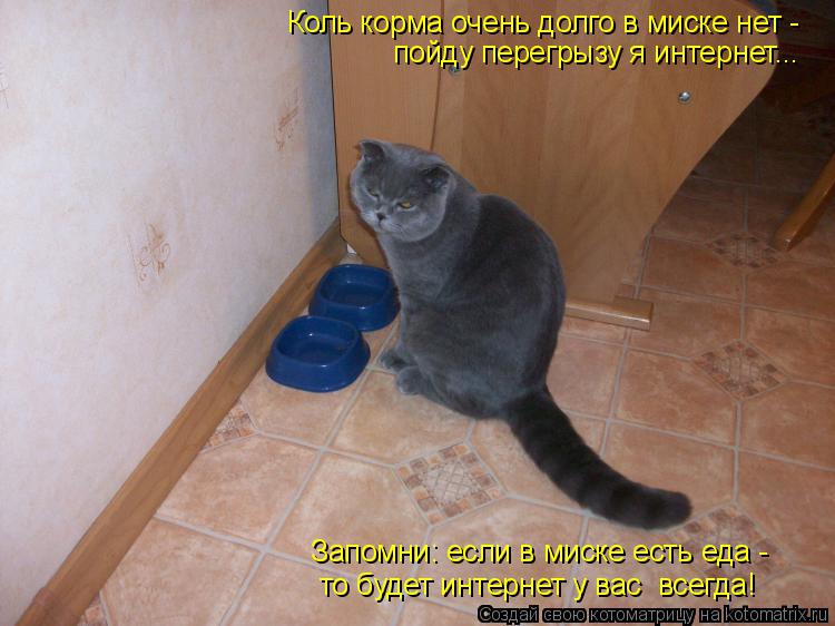 Котоматрица: Коль корма очень долго в миске нет -  пойду перегрызу я интернет... Запомни: если в миске есть еда -  то будет интернет у вас  всегда!