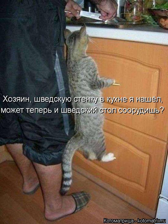 Хозяин, шведскую стенку в кухне я нашёл, может теперь и шведский стол соорудишь?... Котоматрица: Хозяин, шведскую стенку в кухне я нашёл, может теперь и шведский стол соорудишь?
