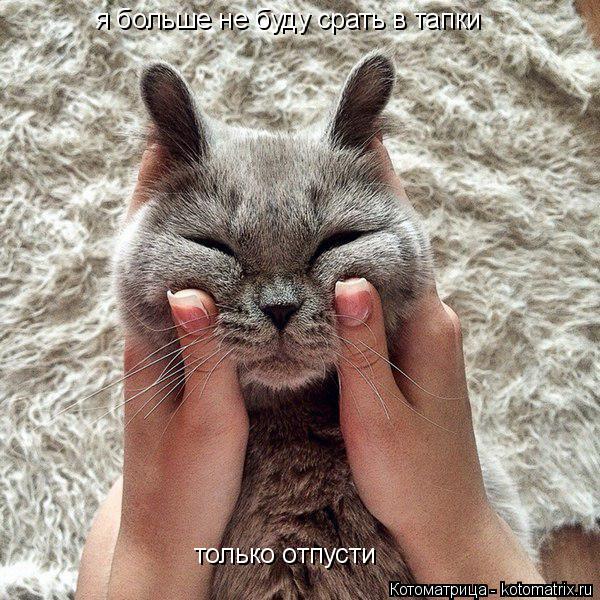 Котоматрица: я больше не буду срать в тапки я больше не буду срать в тапки только отпусти  только отпусти