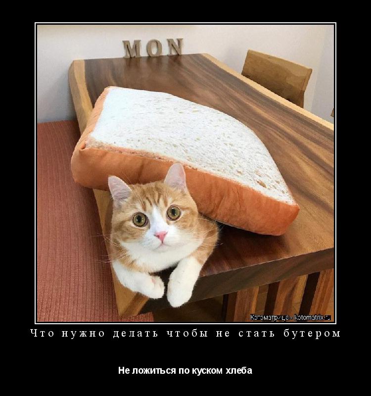 Котоматрица: Что нужно делать чтобы не стать бутером Не ложиться по куском хлеба