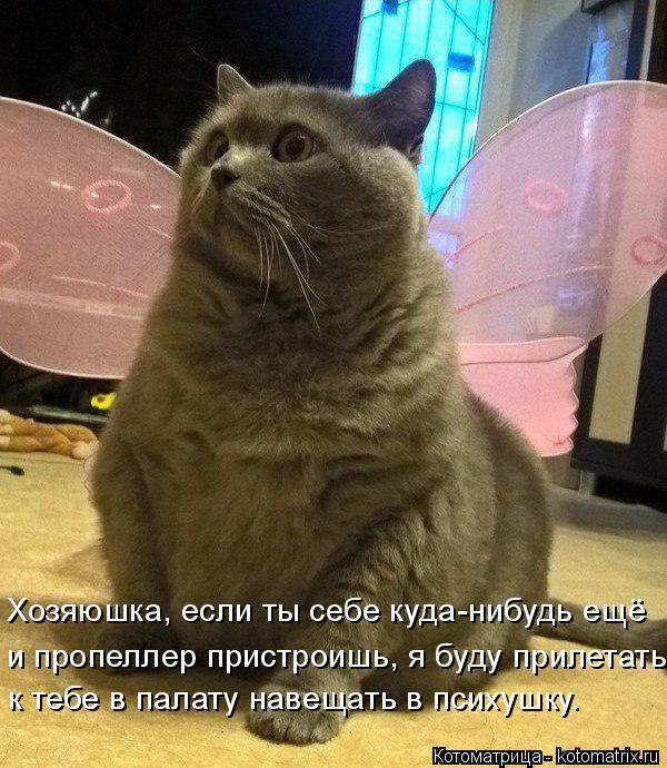 Хозяюшка, если ты себе куда-нибудь ещё и пропеллер пристроишь, я буду прилетать к тебе в палату навещ... Котоматрица: Хозяюшка, если ты себе куда-нибудь ещё и пропеллер пристроишь, я буду прилетать к тебе в палату навещать в психушку.