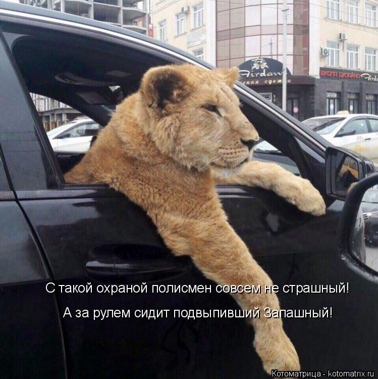 Котоматрица: С такой охраной полисмен совсем не страшный! А за рулем сидит подвыпивший Запашный!