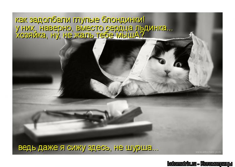 Котоматрица: ведь даже я сижу здесь, не шурша... как задолбали глупые блондинки! у них, наверно, вместо сердца льдинка... хозяйка, ну, не жаль тебе мышА?
