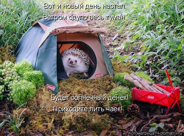 Котоматрица: Будет солнечный денек! Приходите пить чаек! Вот и новый день настал. Ветром сдуло весь туман.