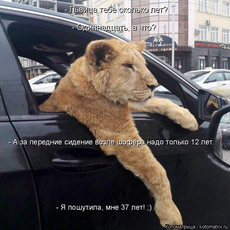 Котоматрица: - Львица тебе сколько лет? - Одиннадцать, а что? - А за передние сидение возле шофёра надо только 12 лет. - Я пошутила, мне 37 лет! ;)